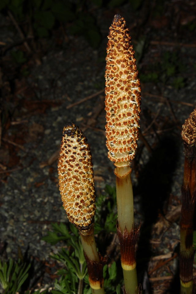 Equisetum telmateja